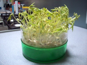 Mung bean sprouts after 3 days